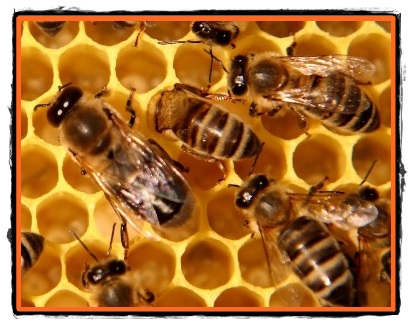 De ce face albina miere